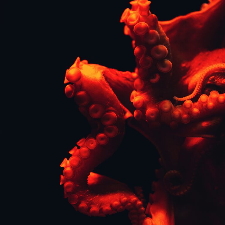 Photograph of red octopus tentacles against a black background